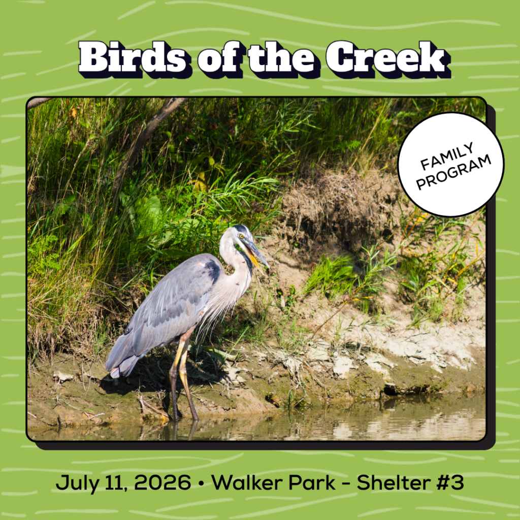 Birds of the Creek