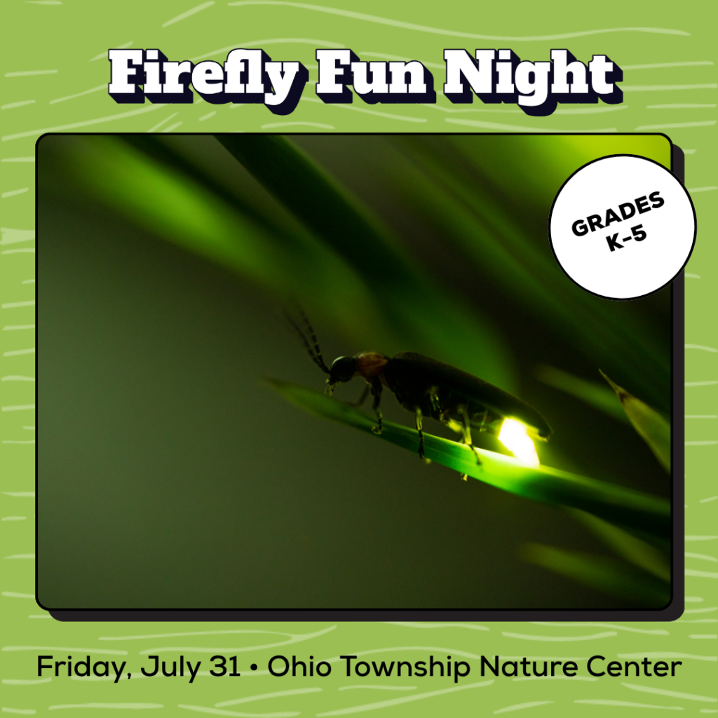 Firefly Fun Night Promo Image