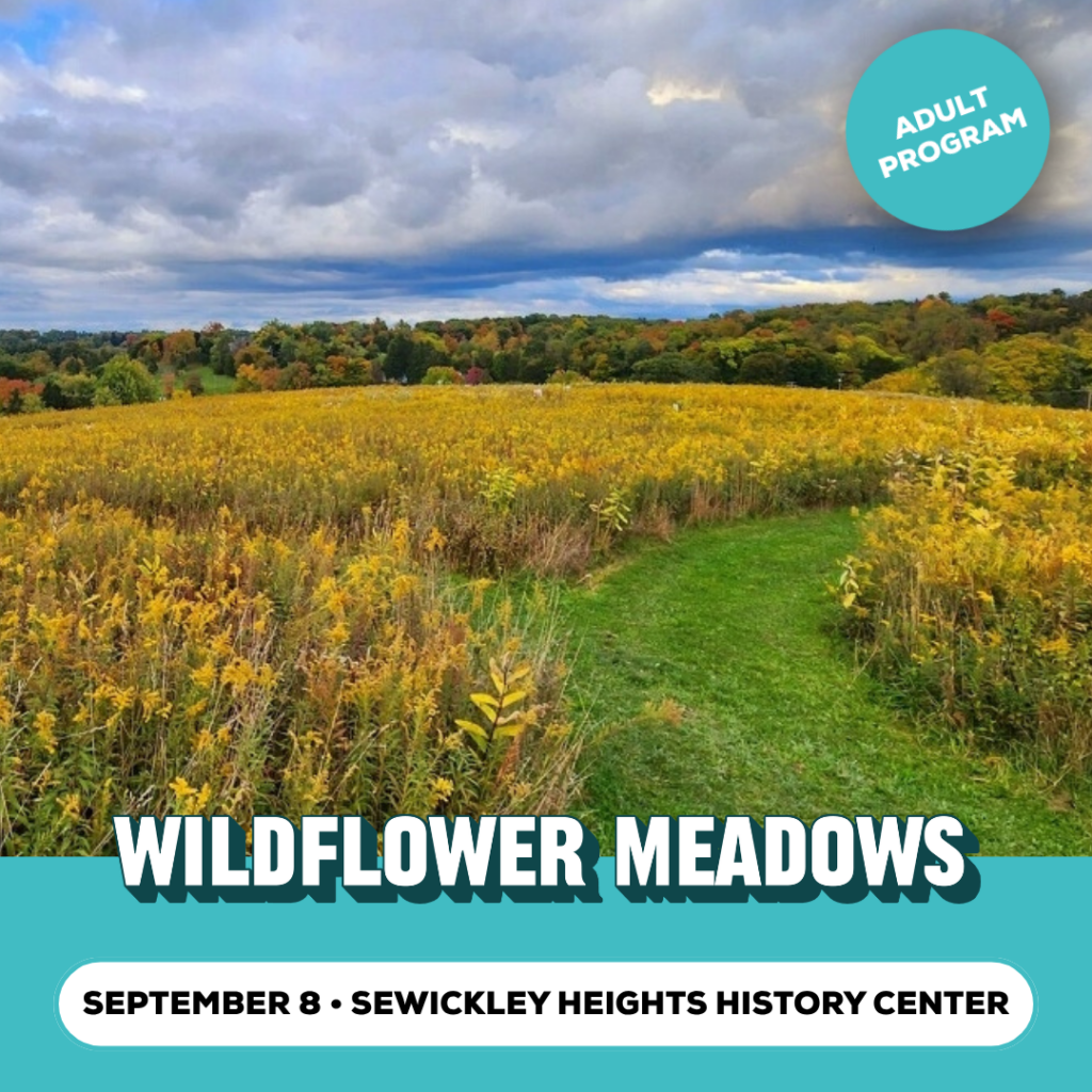 Wildflower Meadows Promo