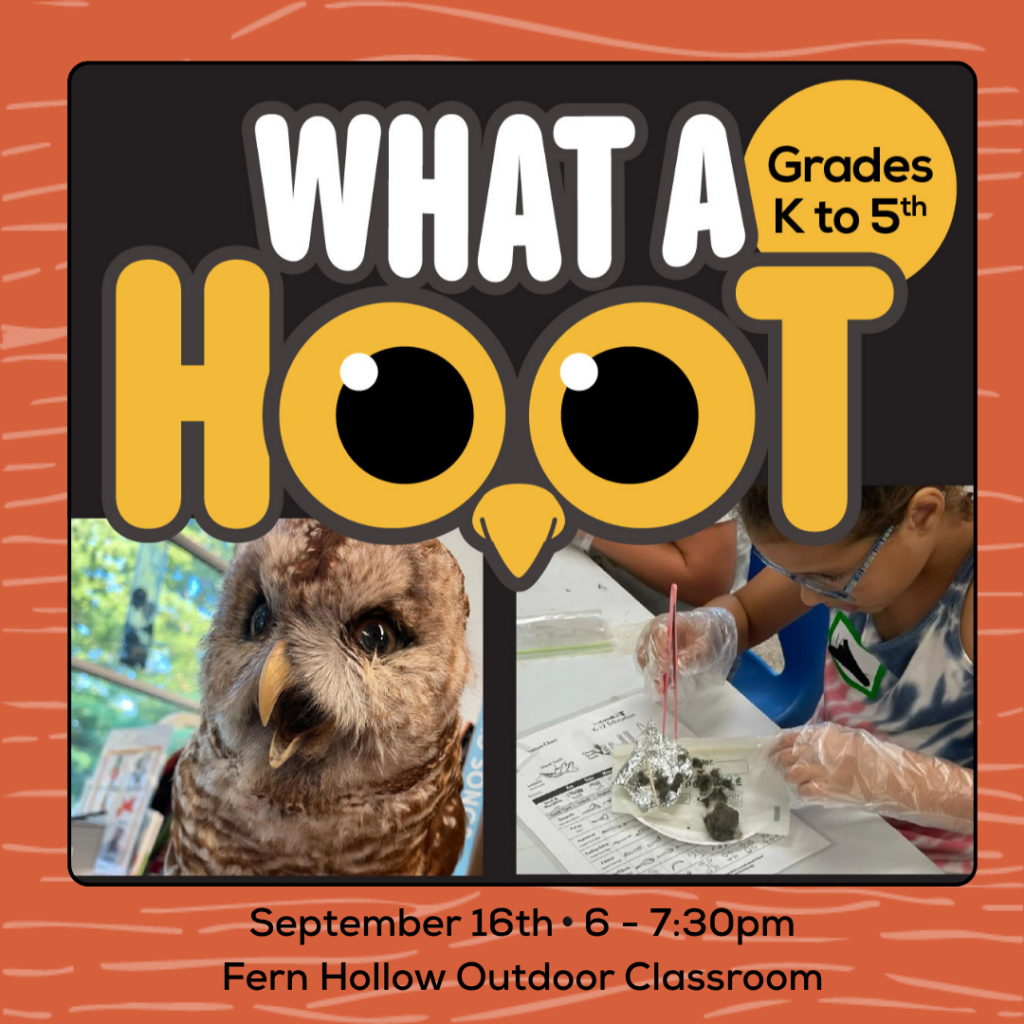 What a Hoot Promo Image