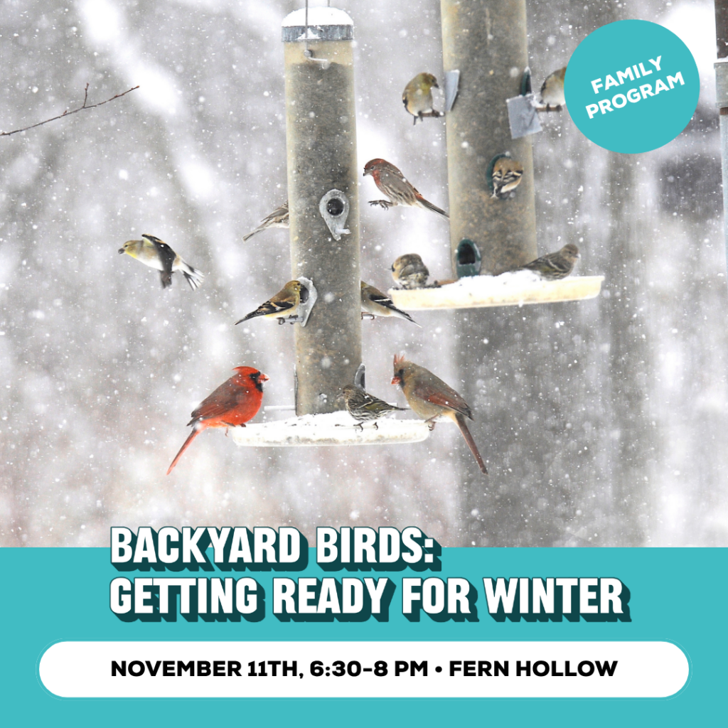Backyard Birds promo image